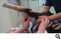 肩関節内側不安定症