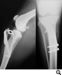 前十字靭帯断裂（中型犬、大型犬、超大型犬）