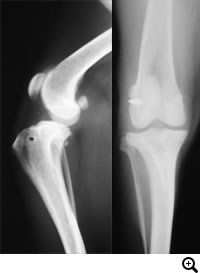 前十字靭帯断裂（小型犬）