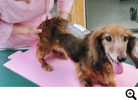 胸腰部椎間板ヘルニア